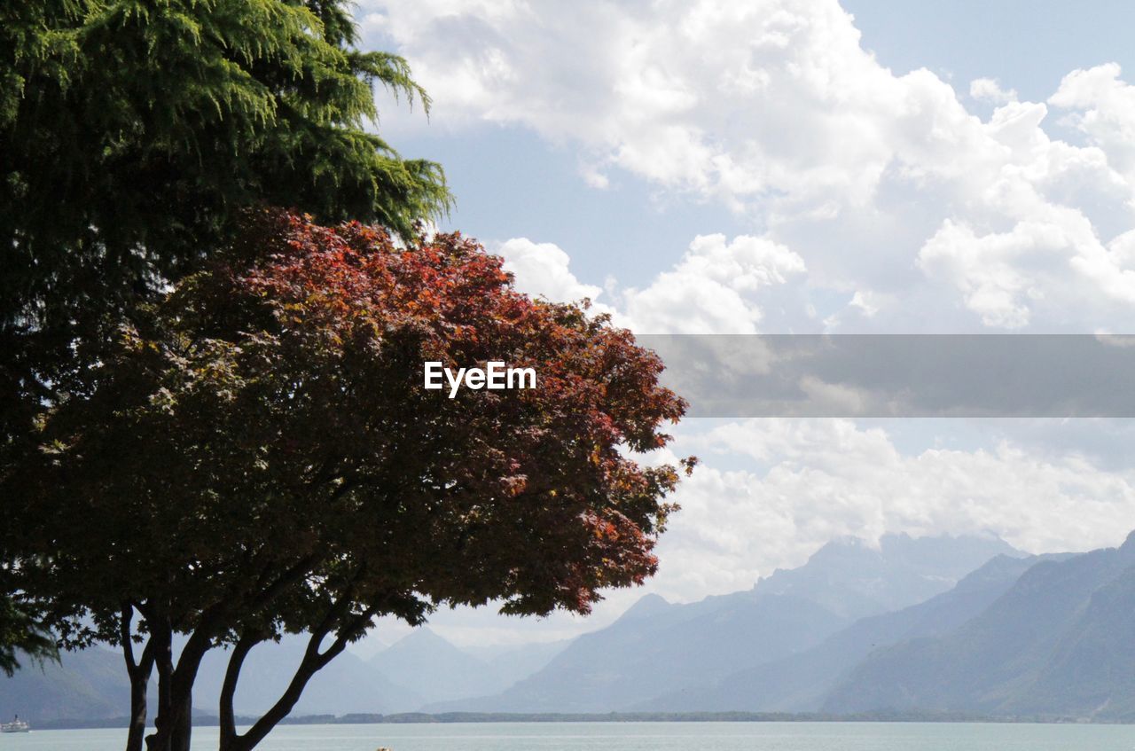 LOW ANGLE VIEW OF TREES ON MOUNTAIN AGAINST SKY