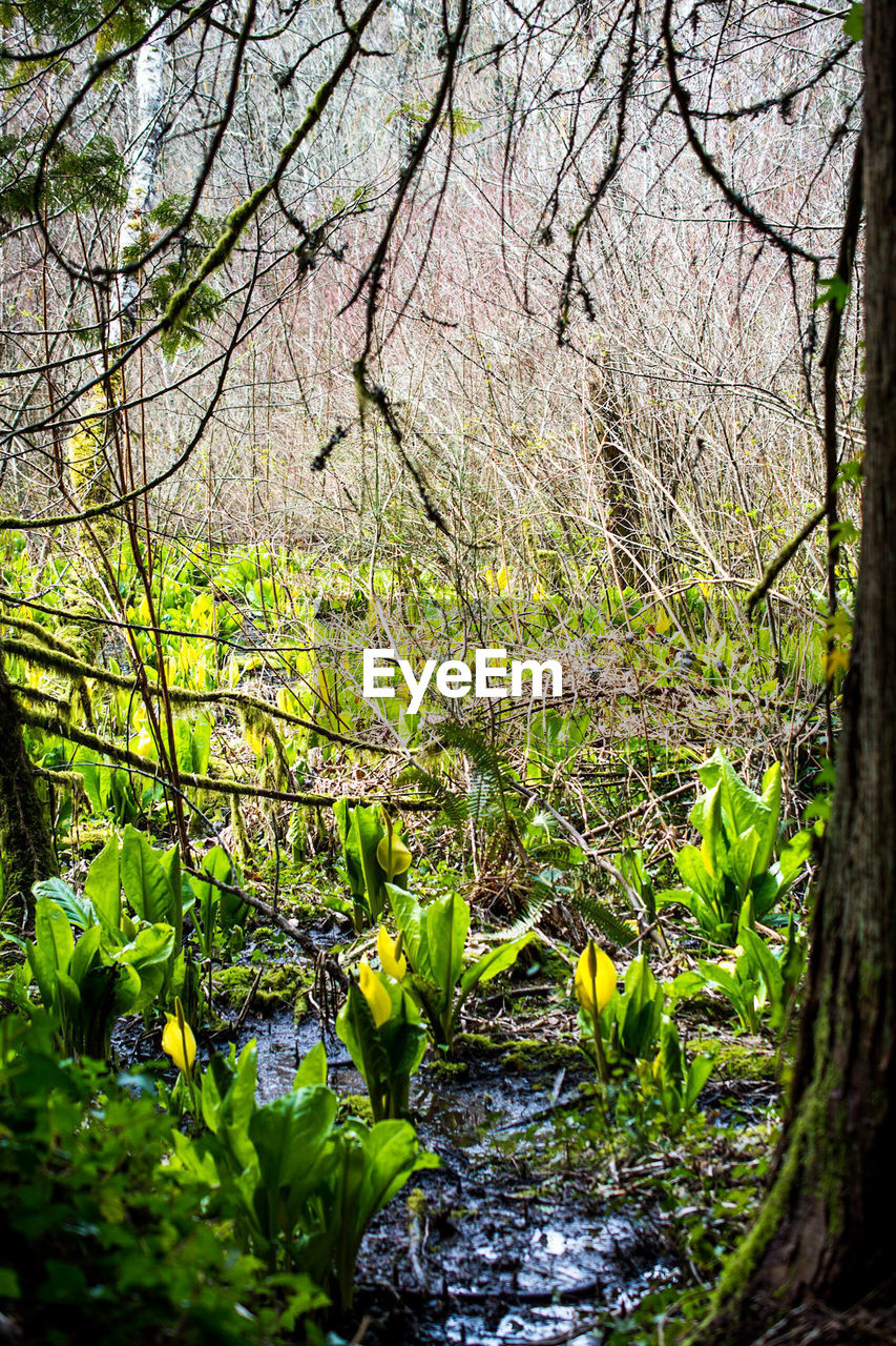 SCENIC VIEW OF SEA AND TREES IN FOREST