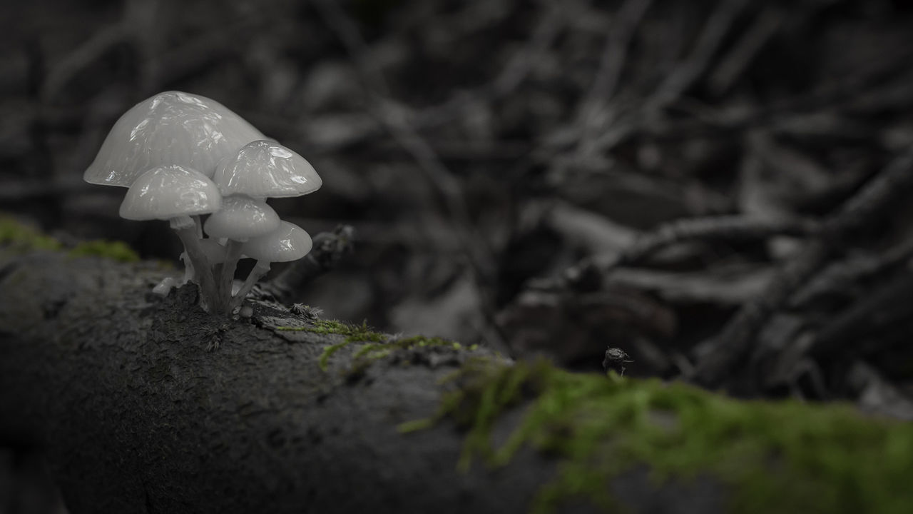 CLOSE-UP OF MUSHROOM GROWING ON TREE DURING WINTER