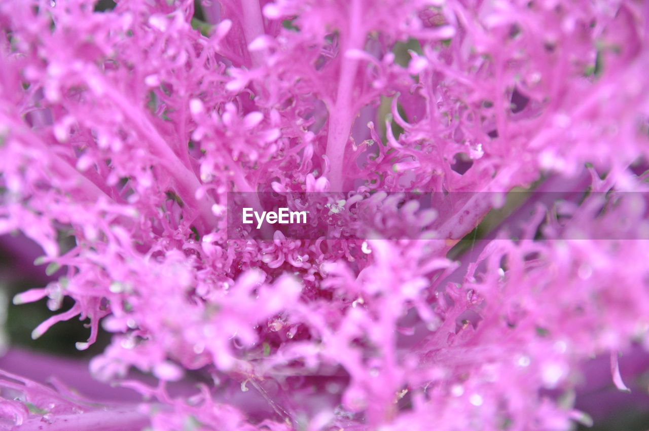 Ornamental cauliflower