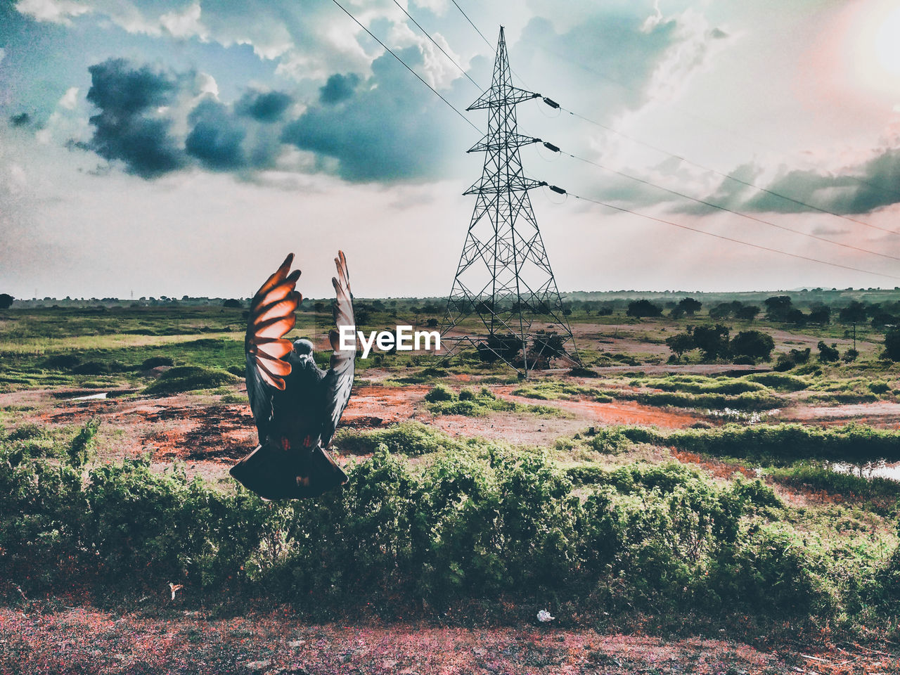 Bird flying over field against sky