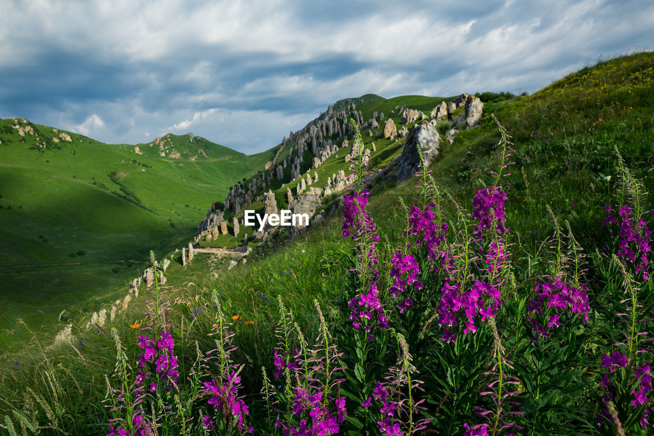 Purple flowering plants on land against sky