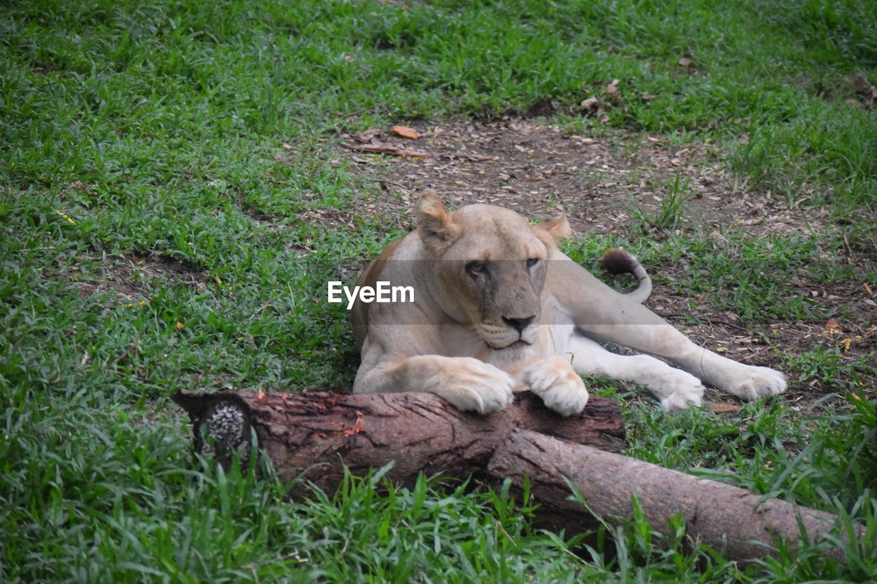 PORTRAIT OF A CAT RESTING ON GRASS