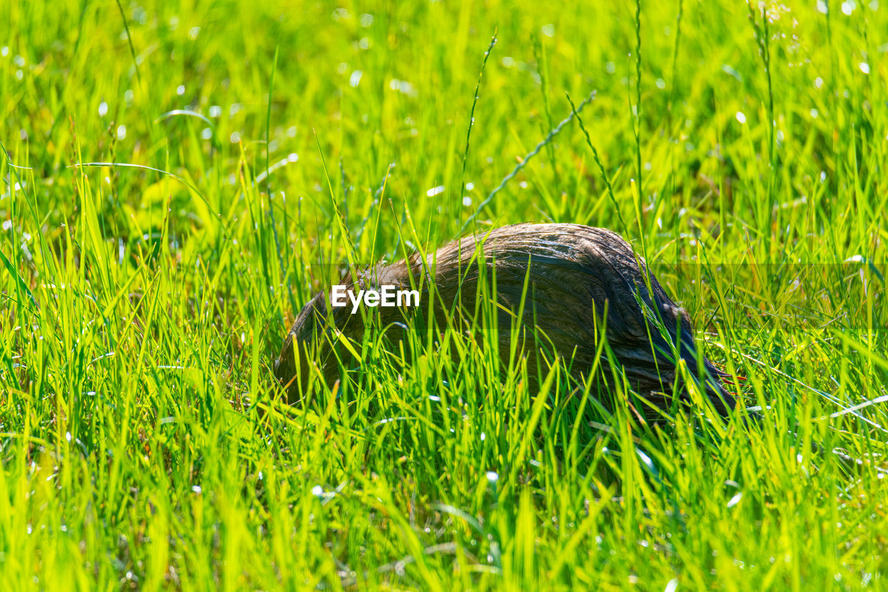 green, grass, plant, lawn, meadow, nature, one animal, grassland, animal, animal themes, field, no people, land, growth, animal wildlife, wildlife, day, beauty in nature, prairie, selective focus, outdoors, natural environment, leaf, close-up, macro photography, flower, sunlight