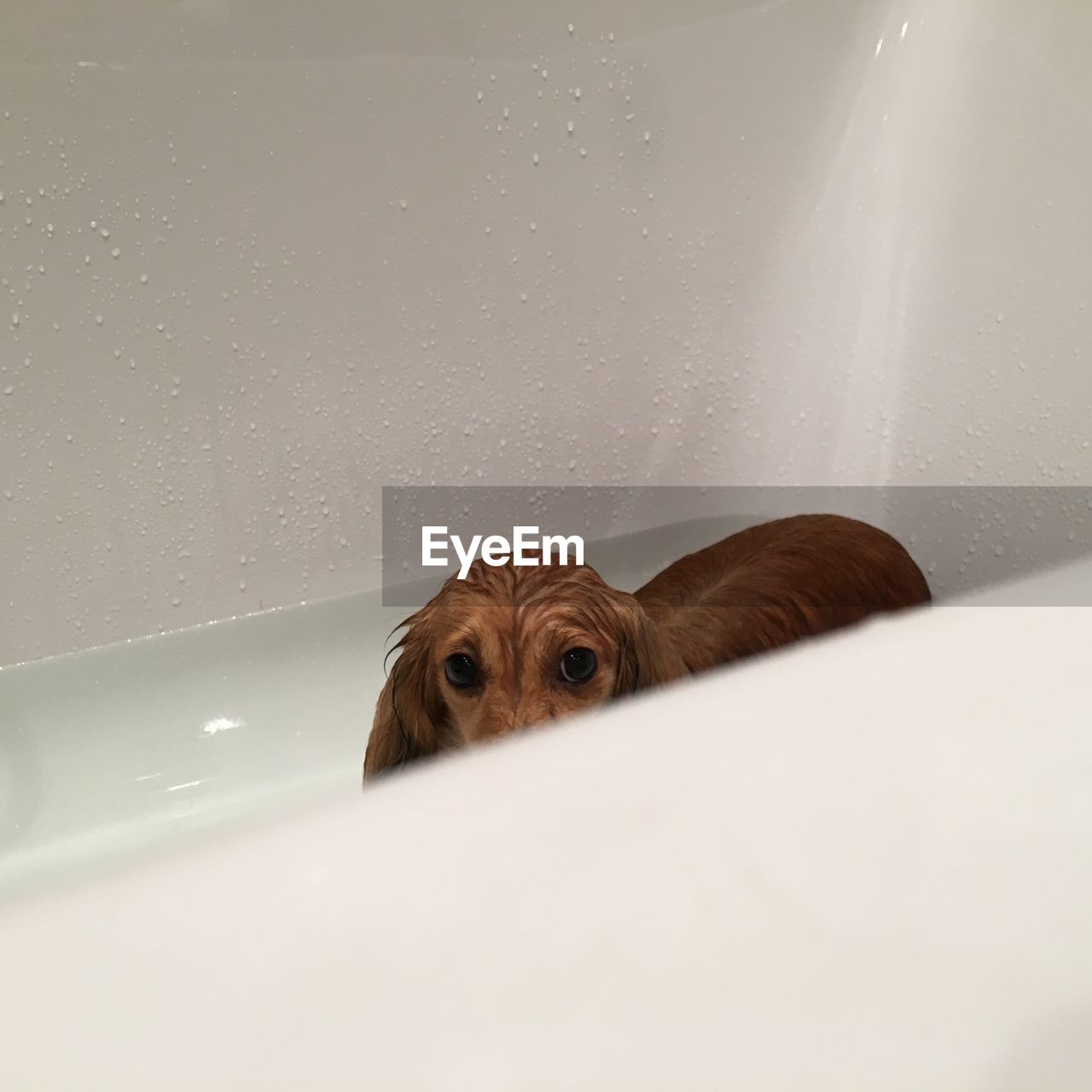 PORTRAIT OF A DOG IN THE BATHROOM