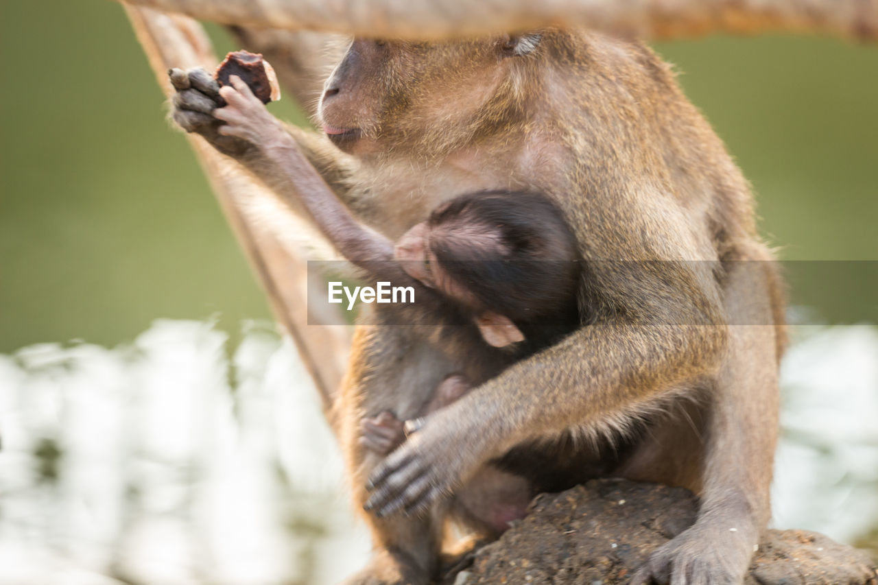 Close-up of long-tailed macaque eating food with infant in zoo