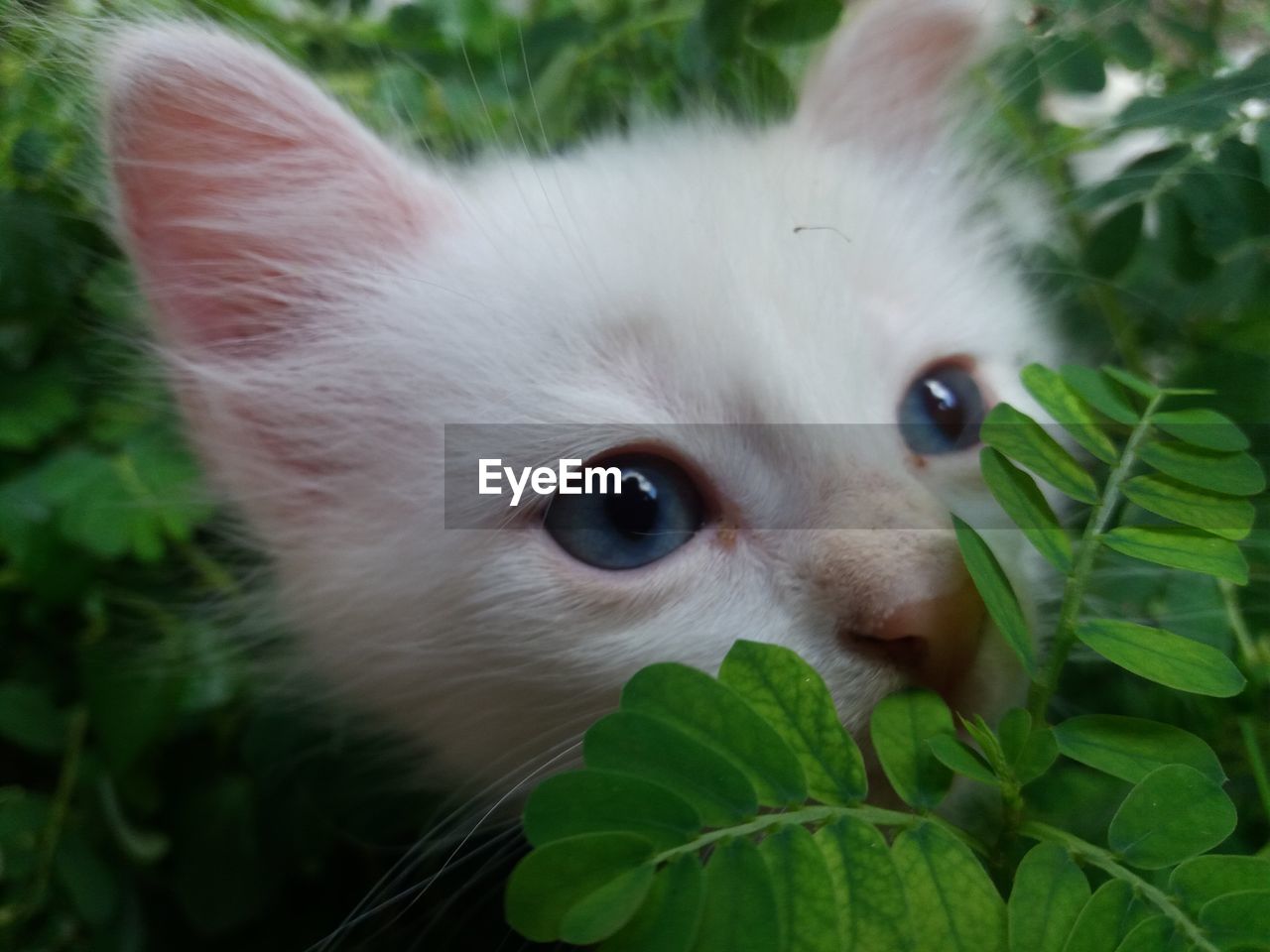 Close-up portrait of cat