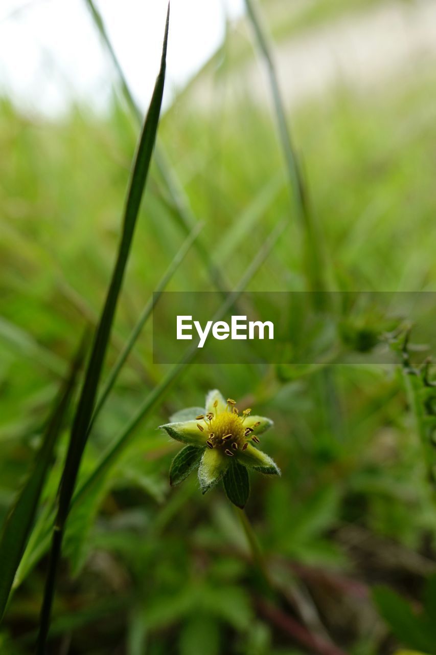 View of plant in grass
