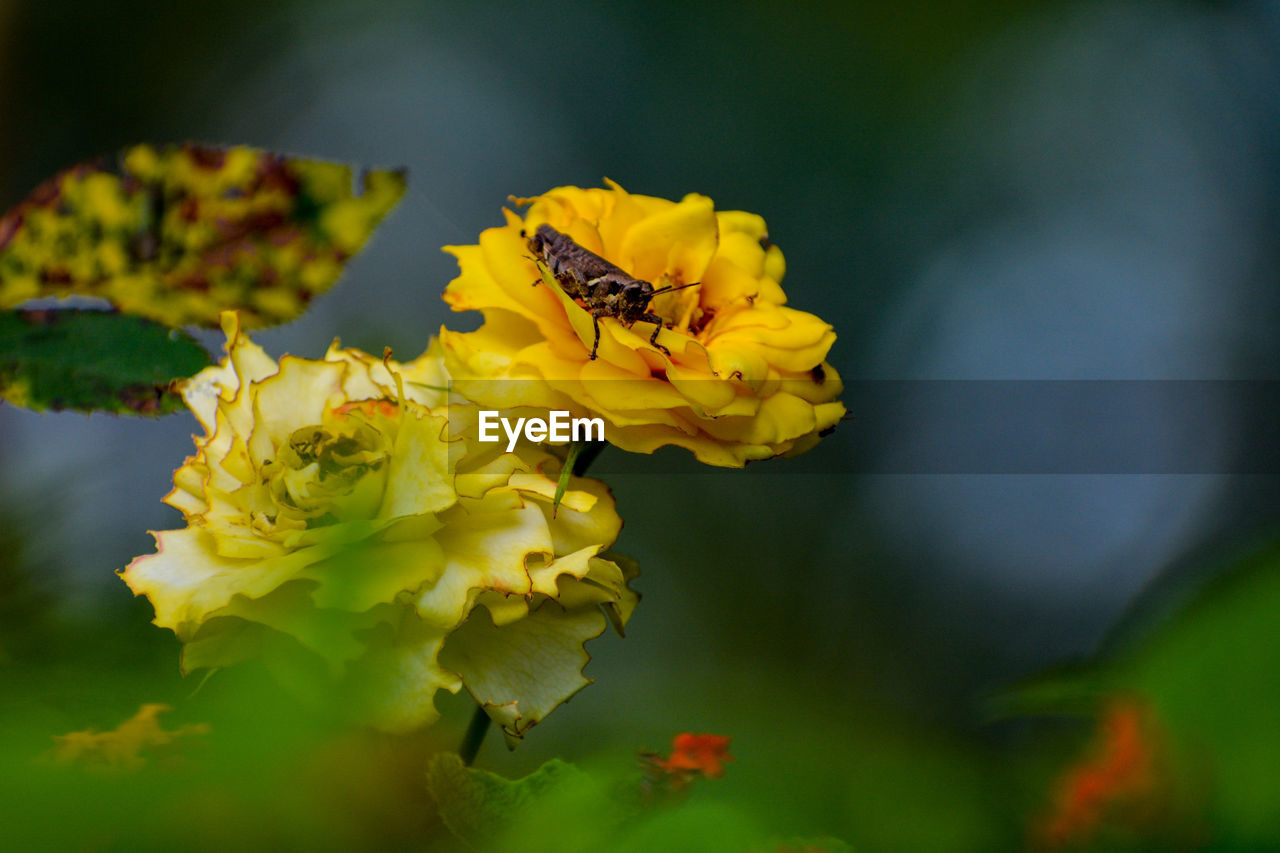 CLOSE-UP OF INSECT ON YELLOW FLOWERING PLANT