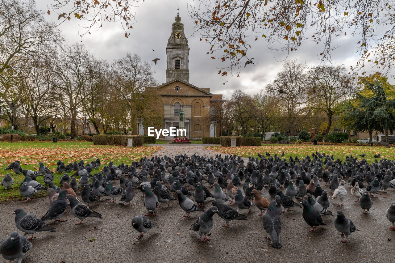 bird, animal themes, animal, large group of animals, animal wildlife, wildlife, architecture, tree, nature, group of animals, travel destinations, plant, duck, built structure, flock of birds, building exterior, sky, no people, travel, water bird, outdoors, pigeon, religion, tourism, building, history, day