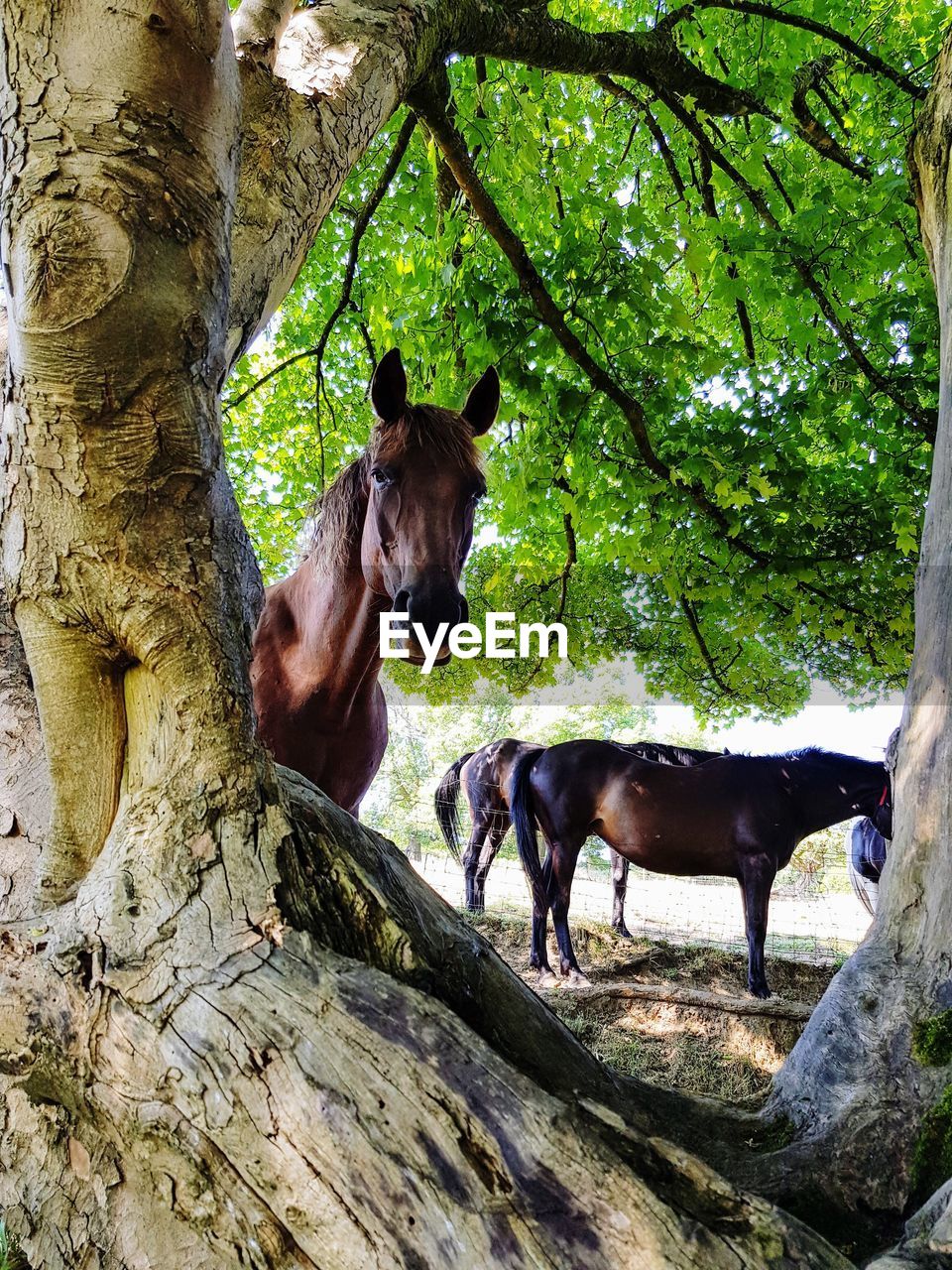 HORSES IN A TREE