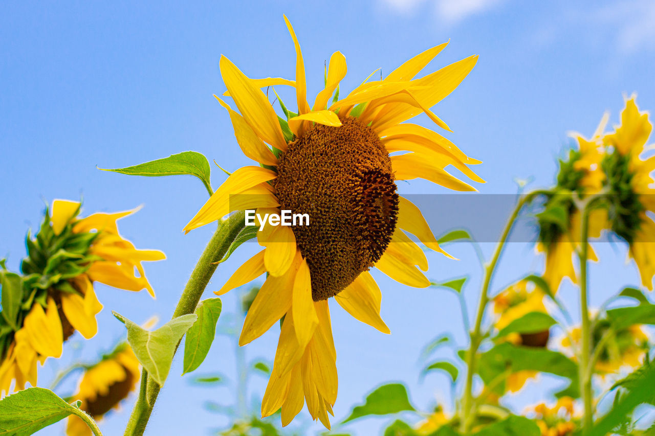 Close-up of sunflower on plant against sky