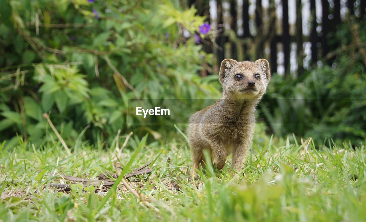 One of three young siblings from the family of mongoose we have living in our yard.