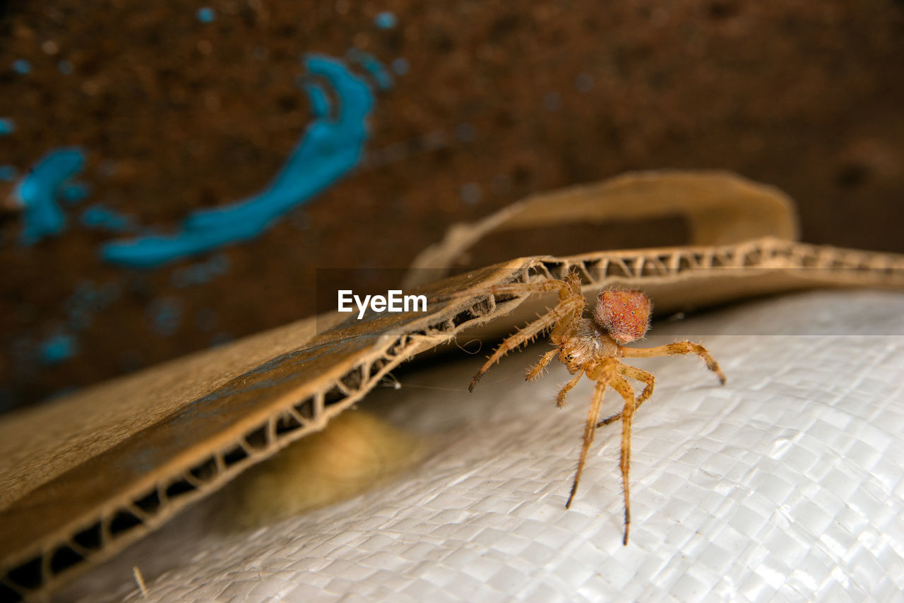 CLOSE-UP OF INSECT ON A WOOD