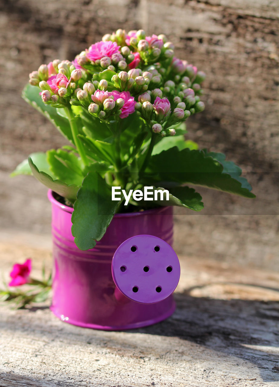 Pink flowers growing in watering can during sunny day