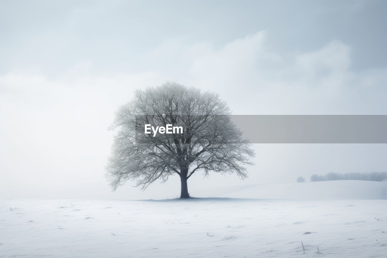 bare tree on snow covered landscape