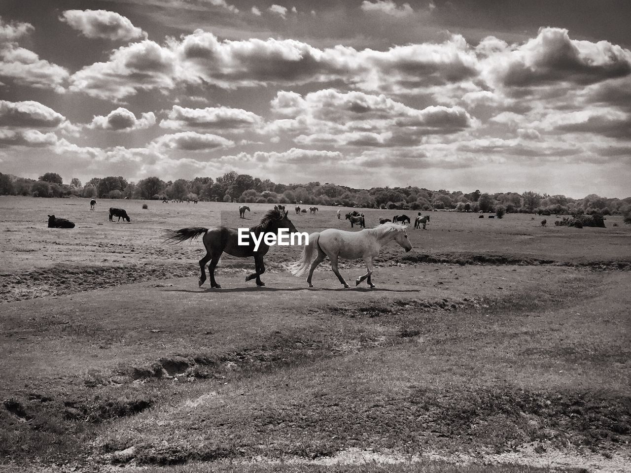 Horses on field against sky