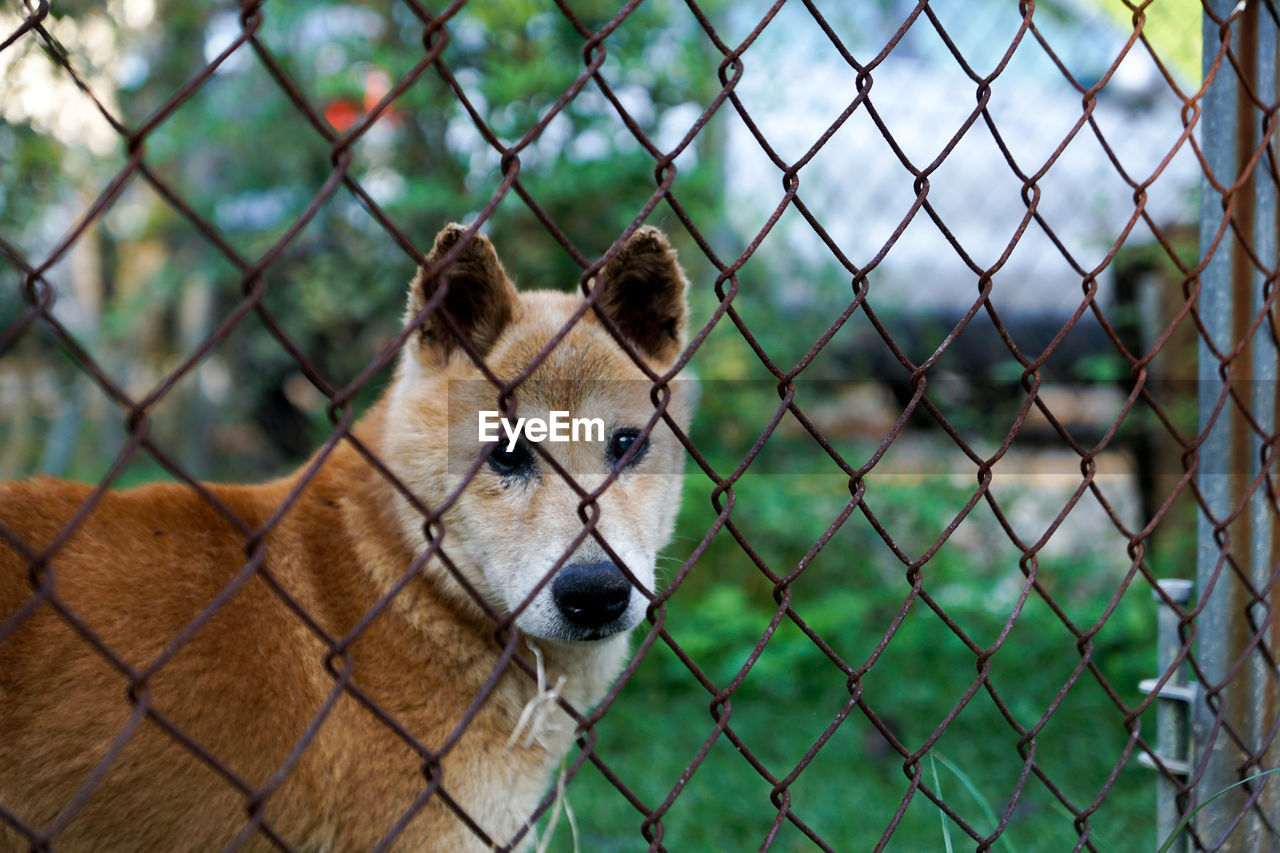 Close-up of dog looking through chainlink fence