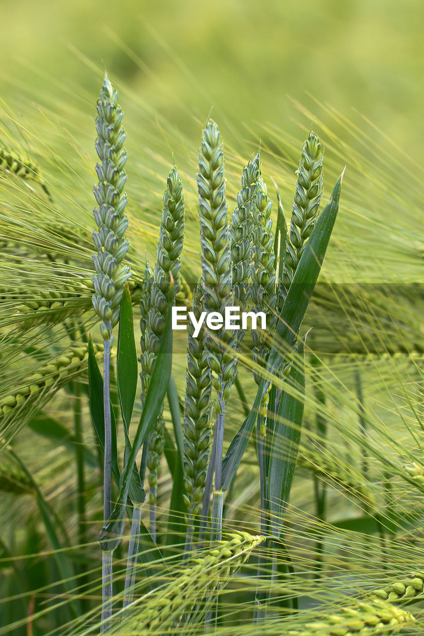 CLOSE-UP OF WHEAT GROWING IN FIELD