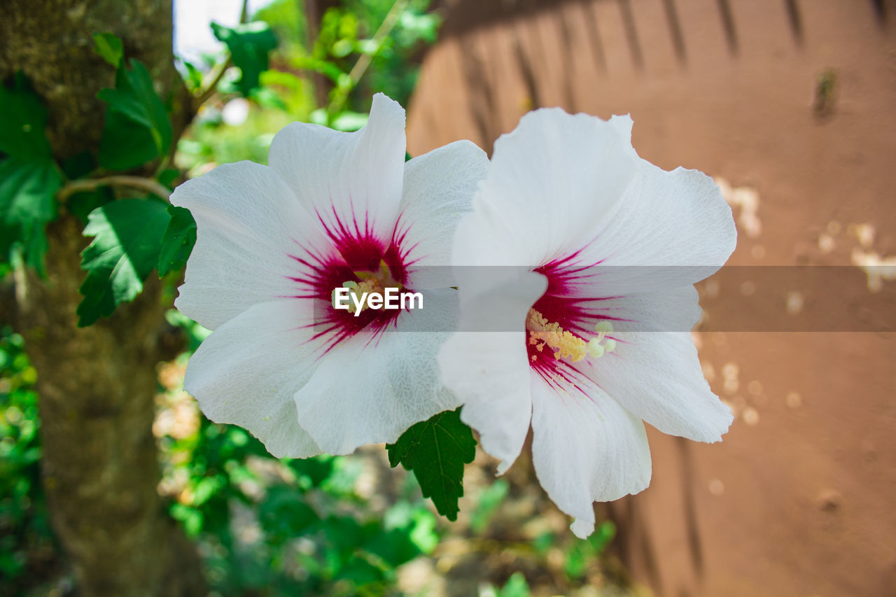 Close-up of white flowering plant