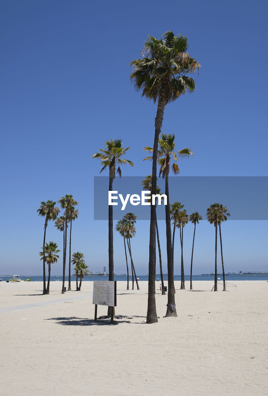 Palm trees at long beach, california