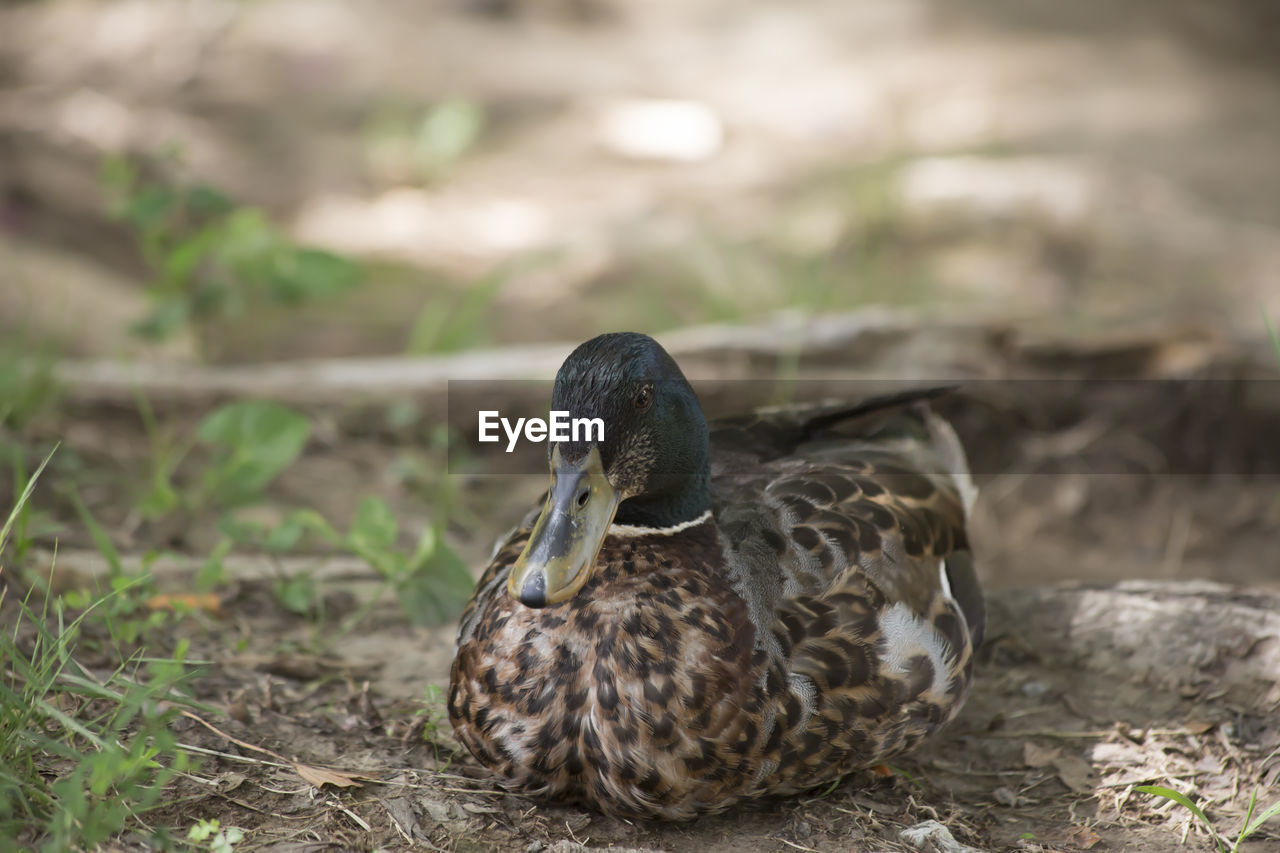 Immature mallard drake anas platyrhynchos resting