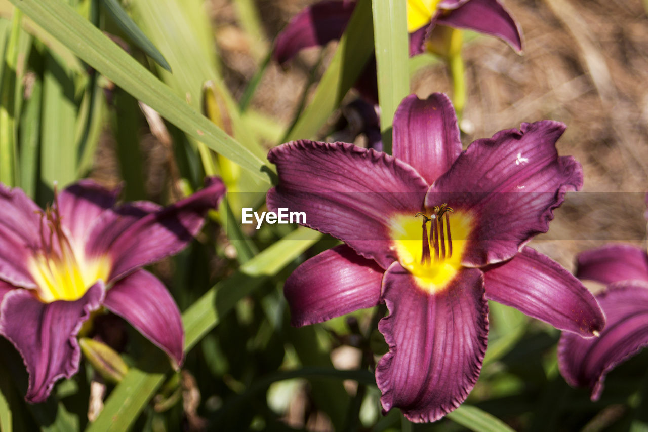 High angle view of purple lilies blooming in park