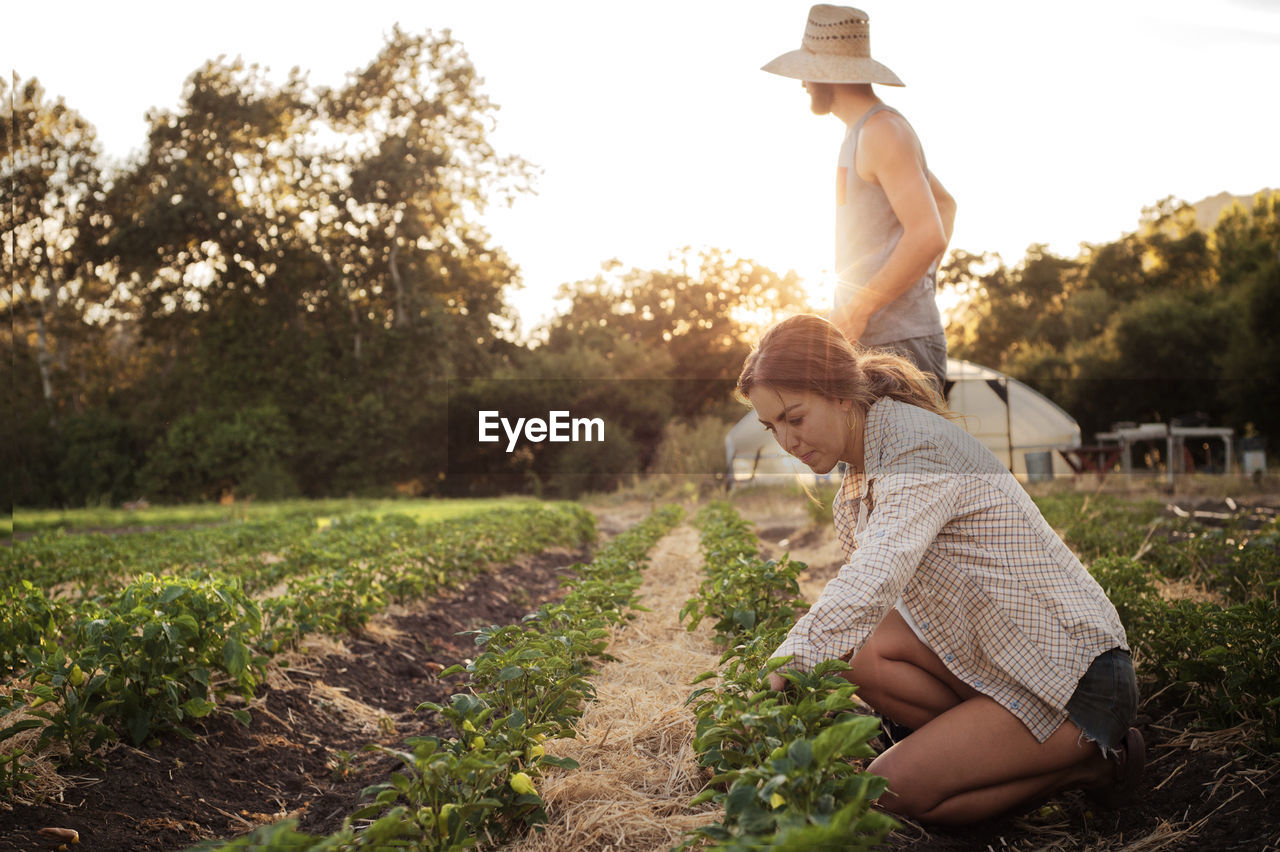 Female farmer working on field while man standing during sunny day