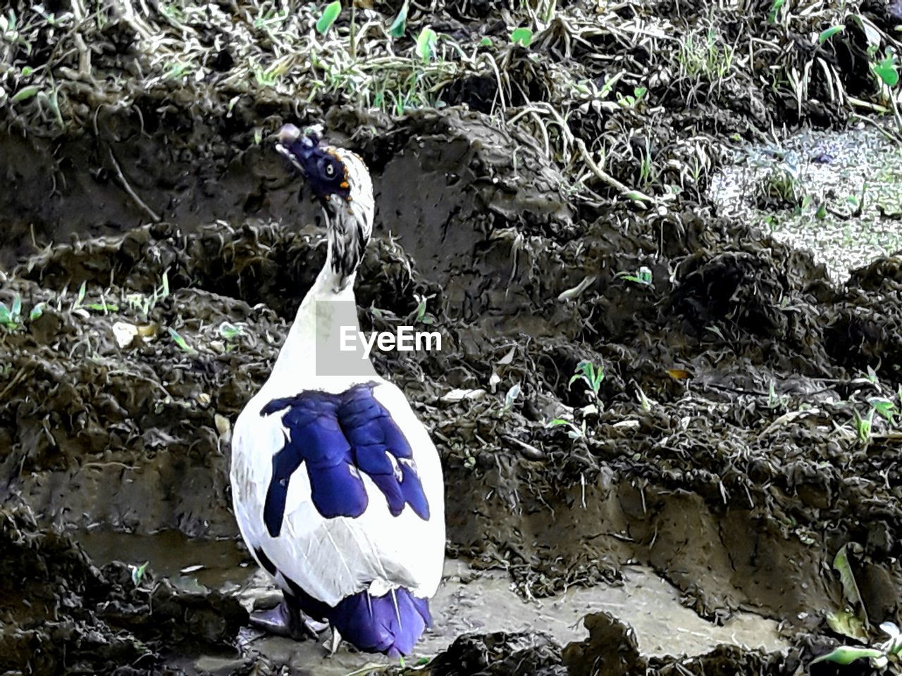 HIGH ANGLE VIEW OF BIRD ON ROCK