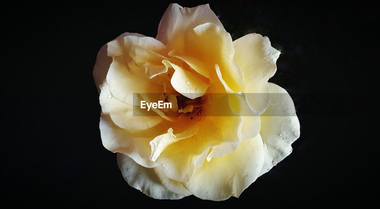 Close-up of rose flower against black background