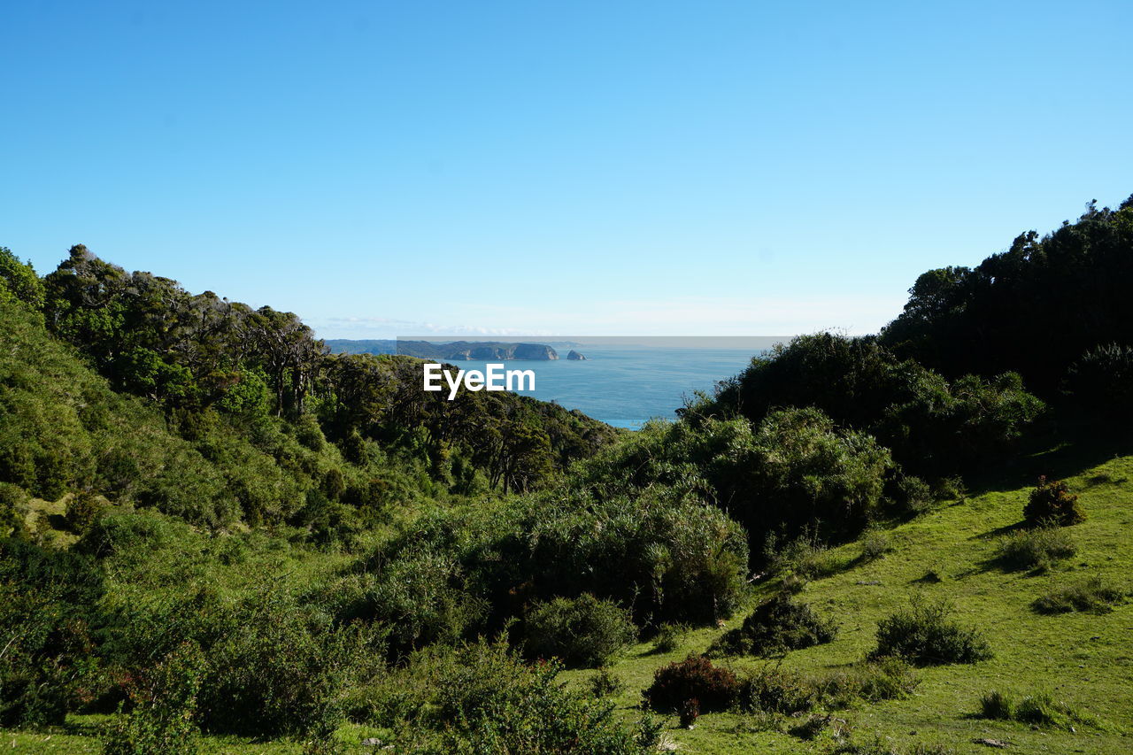 TREES AND SEA AGAINST CLEAR BLUE SKY