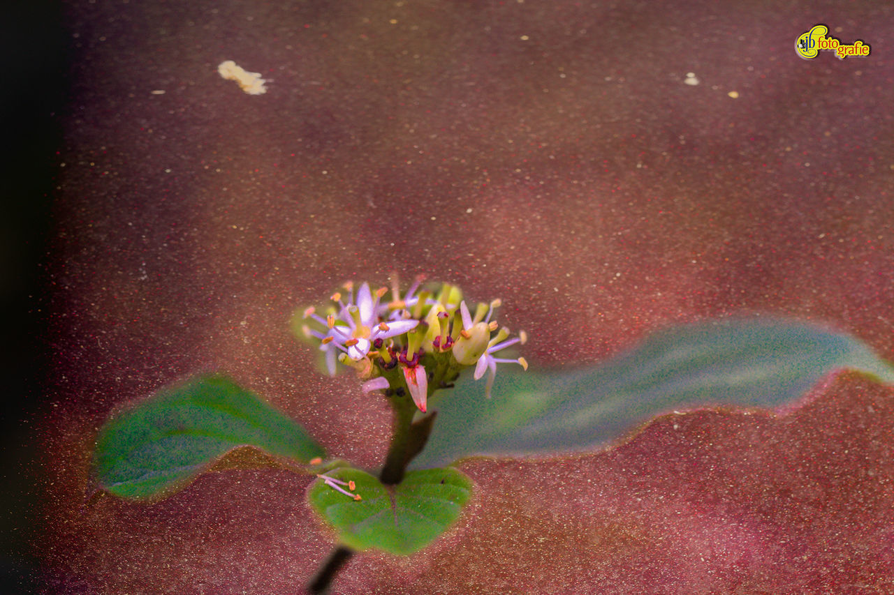 CLOSE-UP OF FLOWER BLOOMING