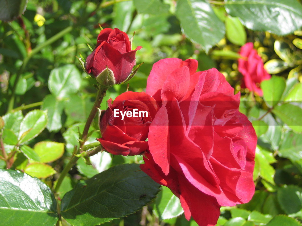 CLOSE-UP OF ROSE PLANT