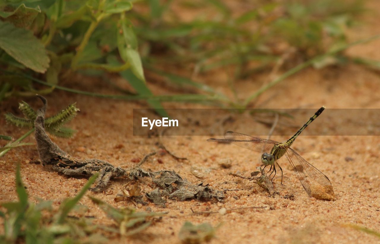 Close-up of dragonfly on ground