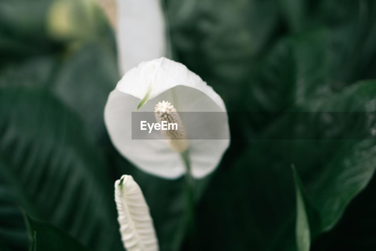 plant, flower, flowering plant, freshness, beauty in nature, close-up, growth, petal, nature, leaf, fragility, green, flower head, plant part, white, inflorescence, focus on foreground, outdoors, no people, macro photography, pollen, botany, springtime, day, selective focus