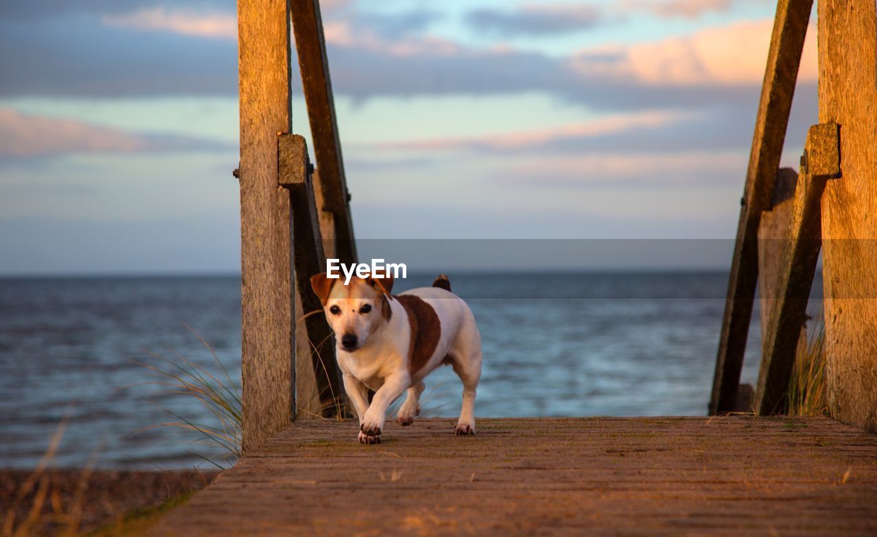 DOG LOOKING AT SEA SHORE