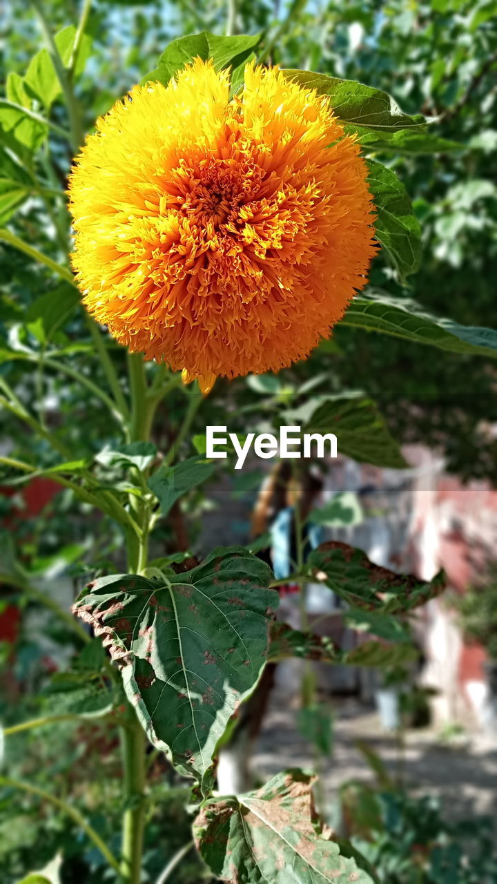 CLOSE-UP OF FLOWERING PLANT AGAINST WHITE WALL