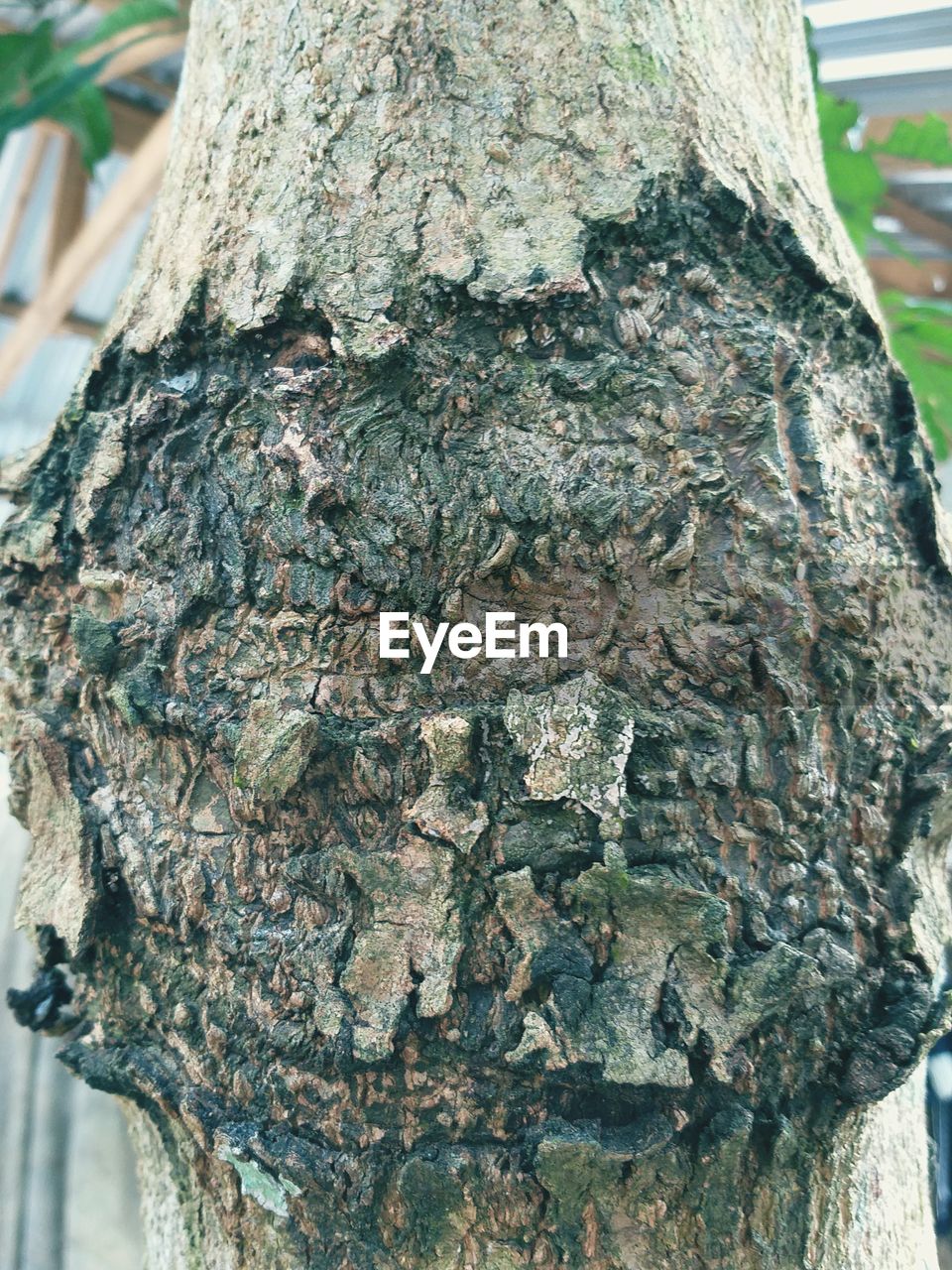 CLOSE-UP OF TREE TRUNK WITH BARK