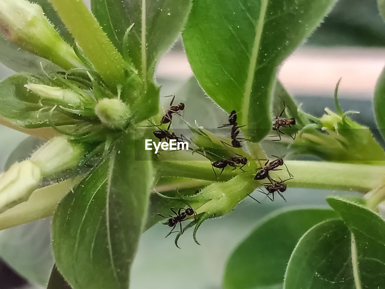 CLOSE-UP OF GRASSHOPPER ON PLANT