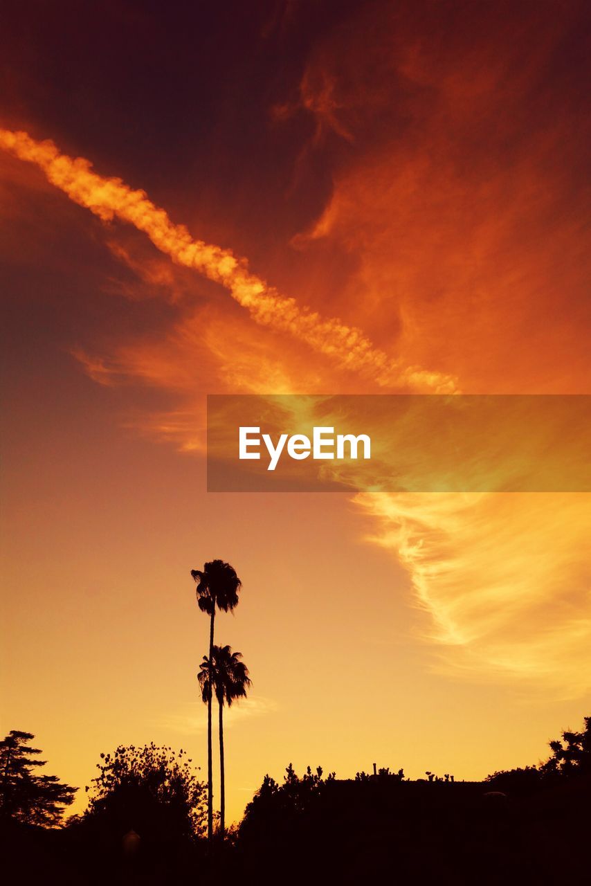 Low angle view of silhouette trees against cloudy sky during sunset