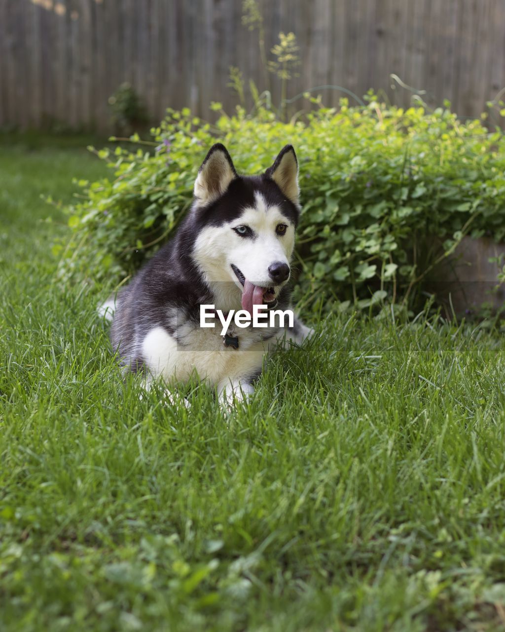 DOG RUNNING IN GRASS