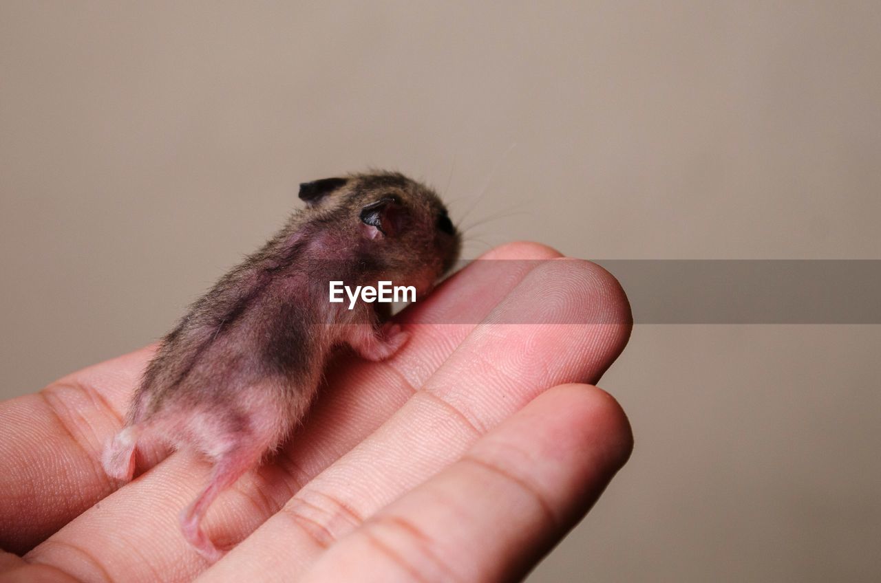 Close-up of hand holding mouse