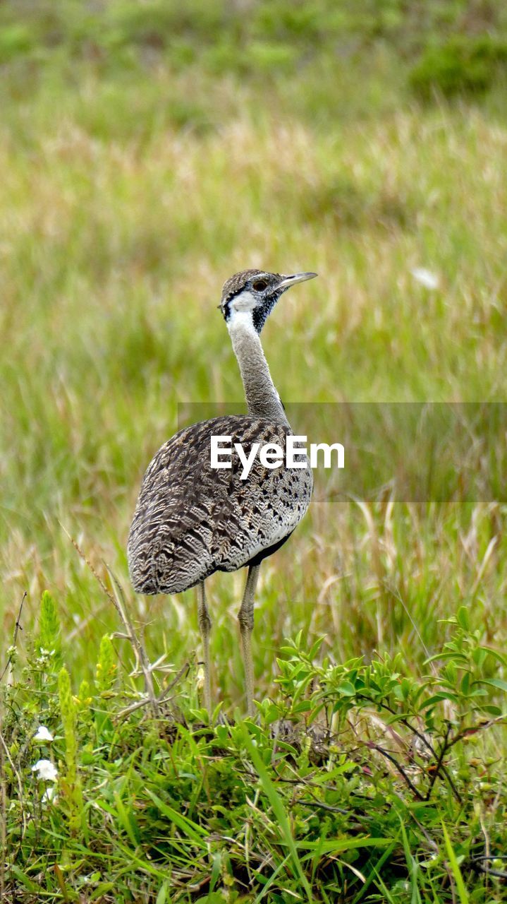 Bird perching on field