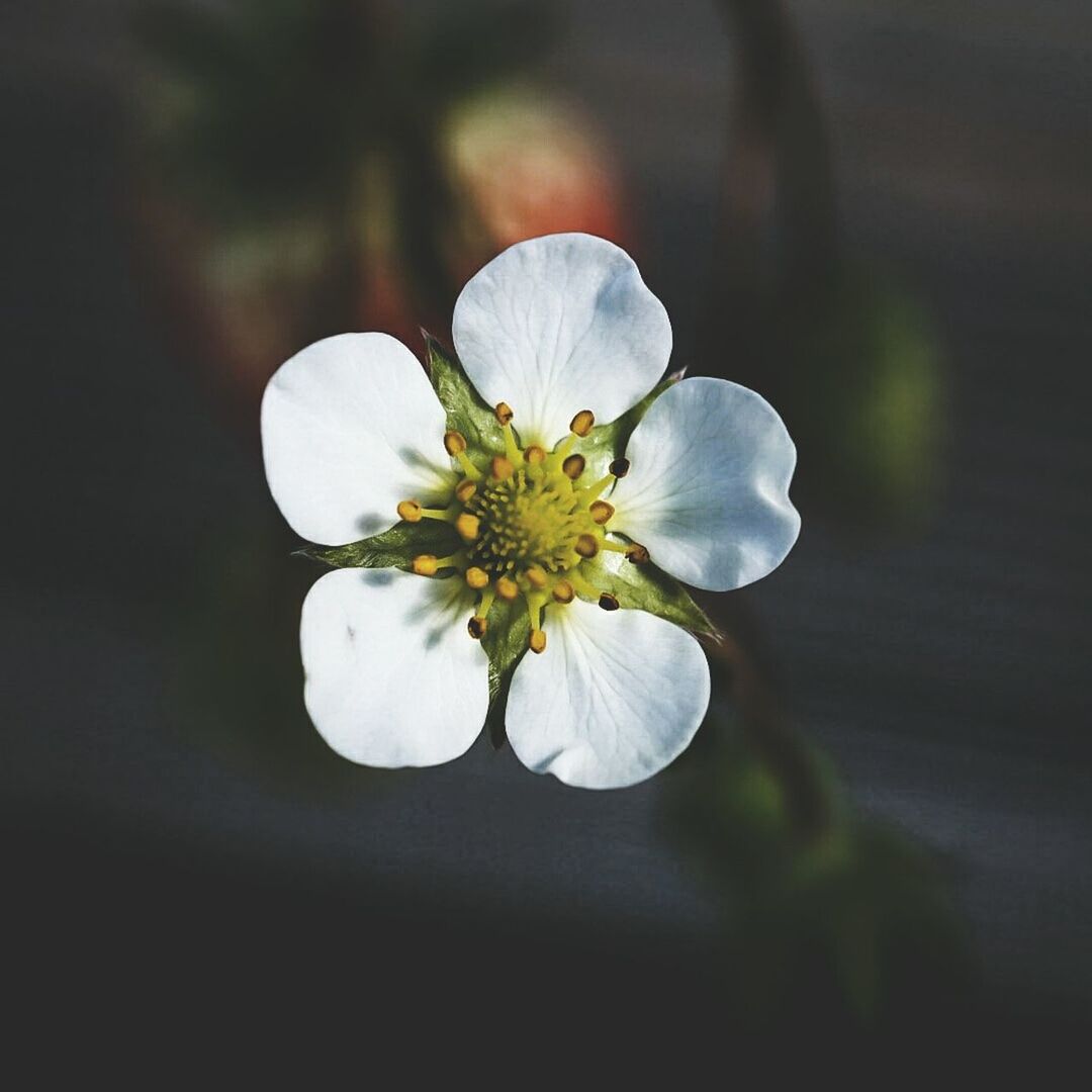 Close-up of white flower blooming outdoors