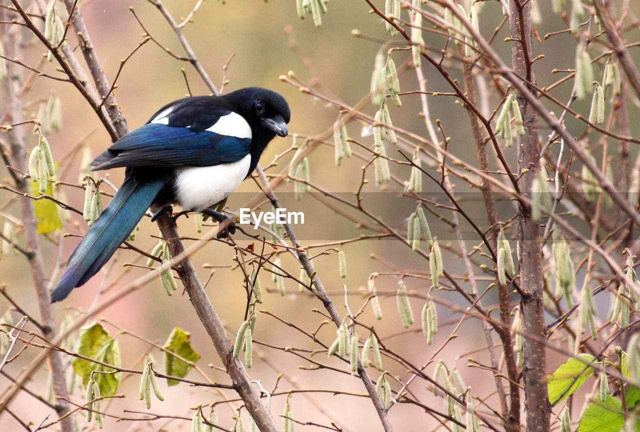 BIRD PERCHING ON BARE BRANCH