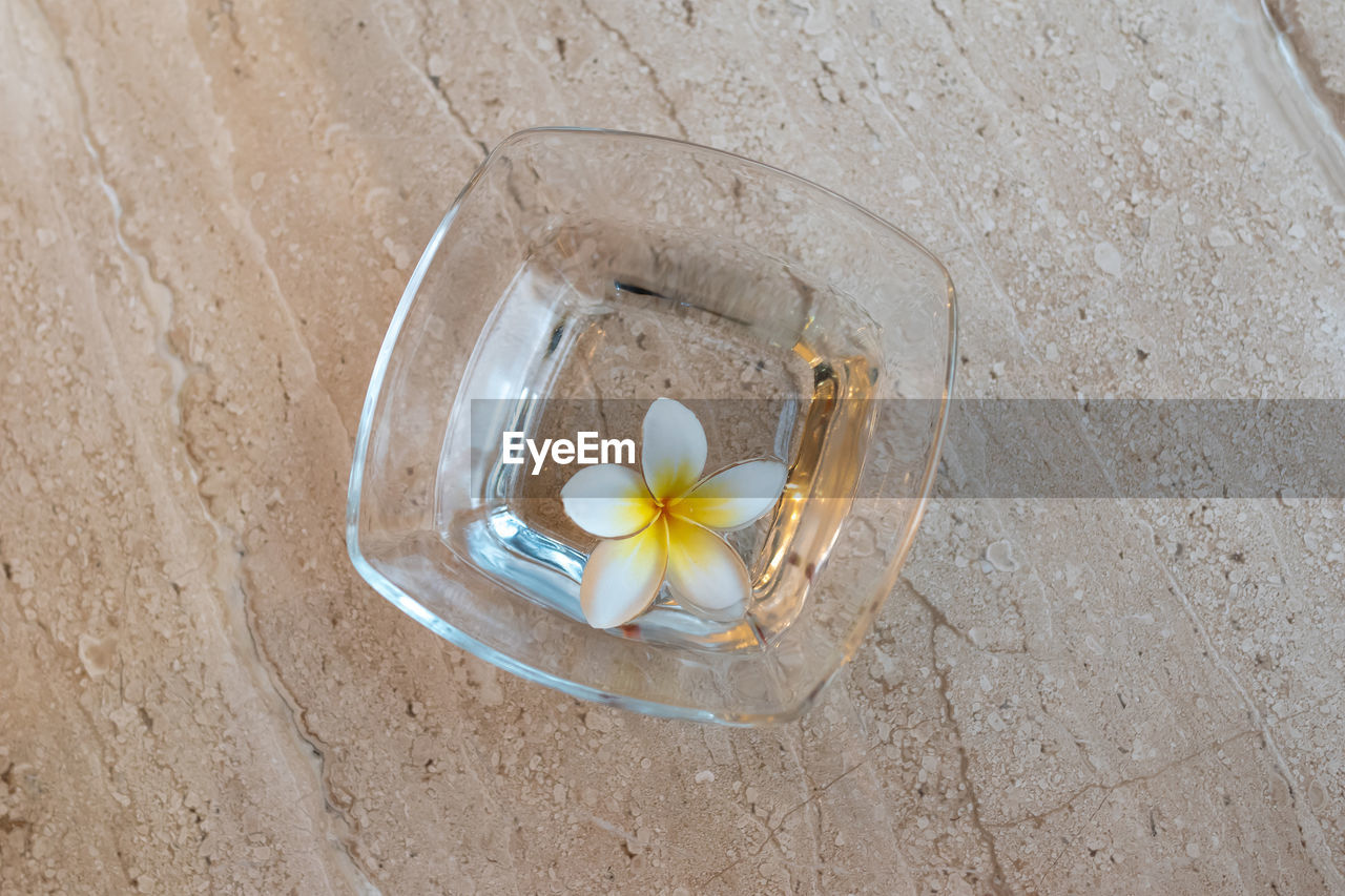 HIGH ANGLE VIEW OF WHITE ROSE FLOWER ON PLANT