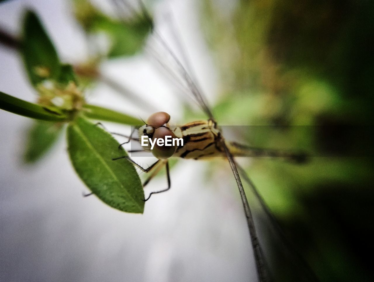 INSECT ON LEAF