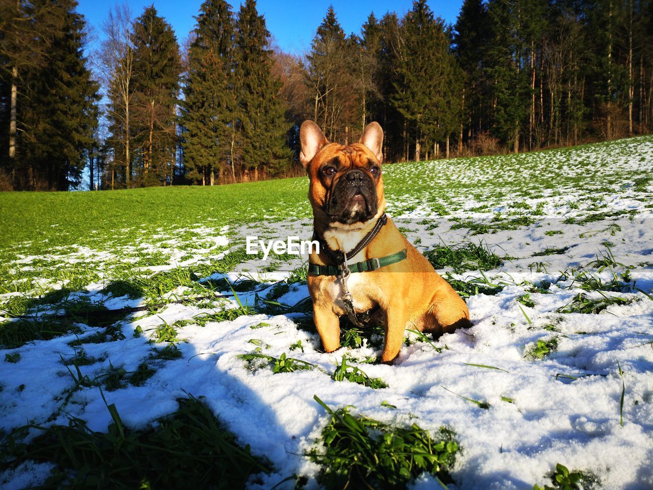 DOG STANDING ON SNOW COVERED FIELD