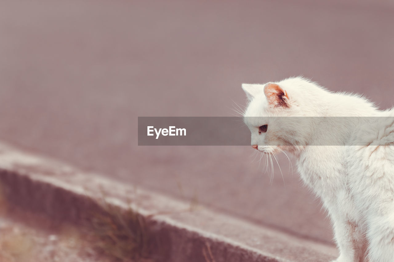 CLOSE-UP OF A WHITE CAT