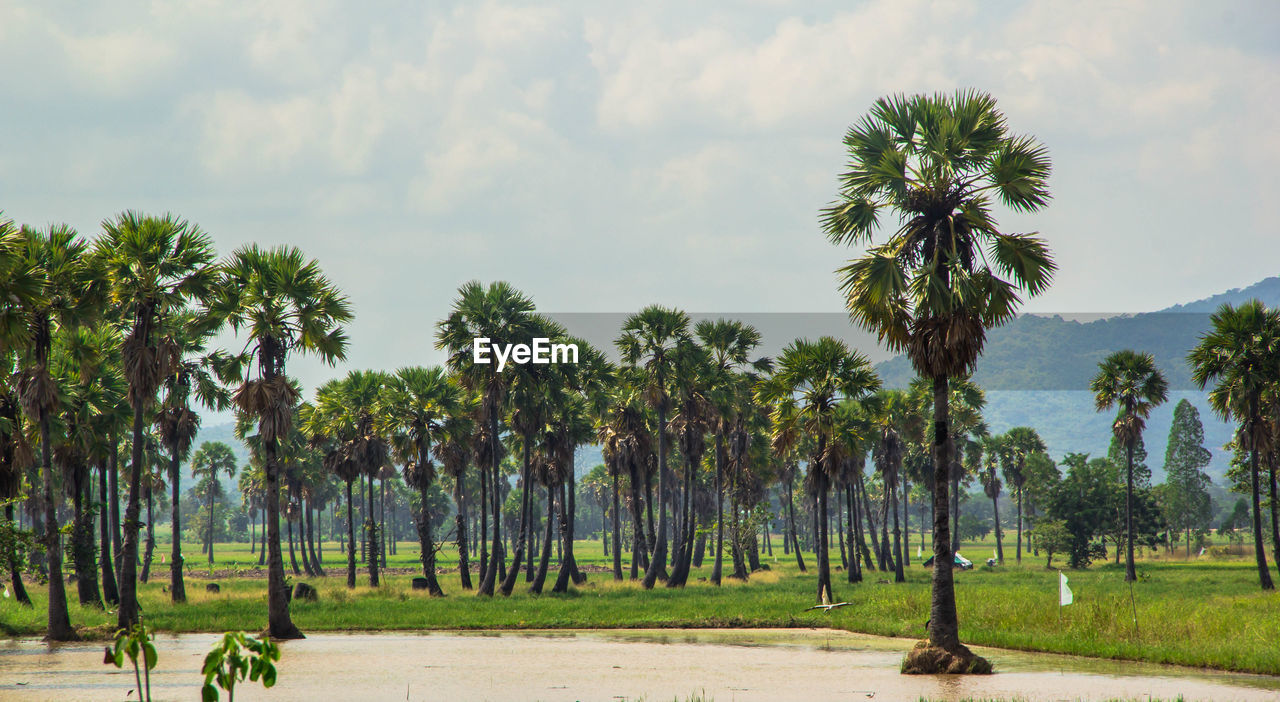 Sugar palm tree and rice field in phetchaburi, thailand